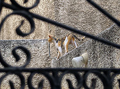 photo "the cat"