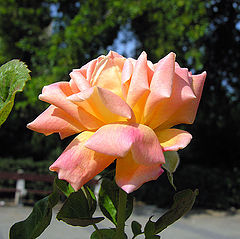 photo "Flower"
