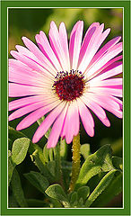 photo "MacroVision #5"