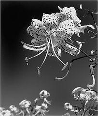 photo "Untitled photo"