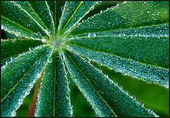 photo "The world of dew"