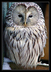 photo "Owl..."