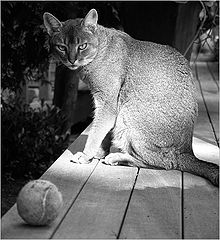 фото "...wanna play?..."