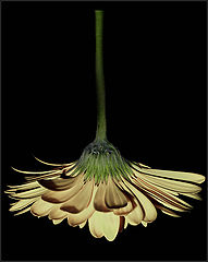 фото "..."