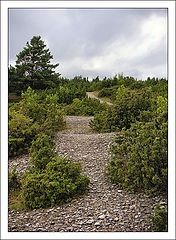 photo "the way..."