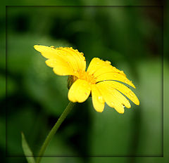 photo "***"