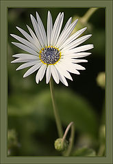 photo "MacroVision #7"
