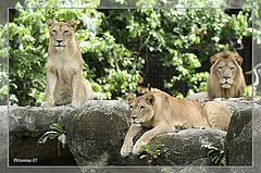 photo "Mighty family"