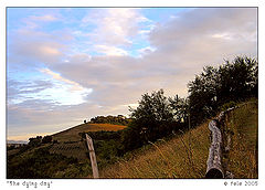 фото "The dying day"