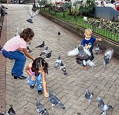photo "Pigeon Play"