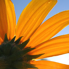 photo "***"