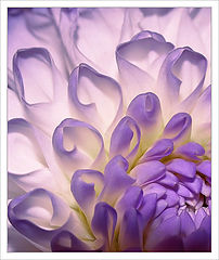 фото "..."