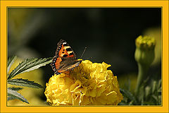 photo "The most simple butterfly"