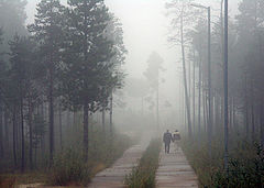 photo "Two in mist"