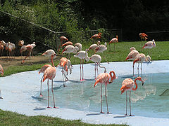 photo "Flamingo"