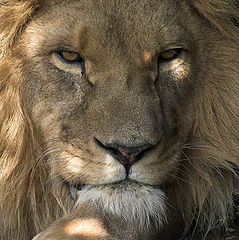 фото "His majesty bored to death"