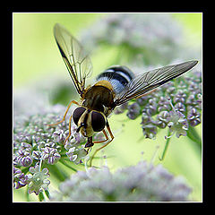 photo "Do Not touch me, I on work...)"