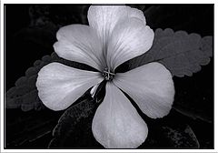 фото "Flower 1"