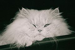 photo "Winking Cat"