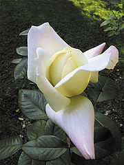 photo "Rose's Color"