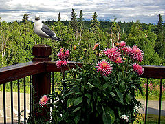 photo "Gull"
