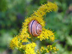 photo "The Arhimed's spiral"