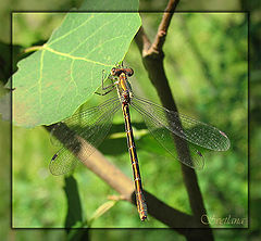 photo "Untitled photo"
