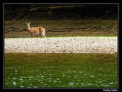 photo "Untitled photo"