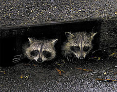 photo "My Friends"