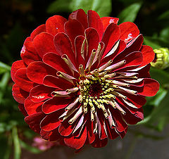 photo "A simple red flower"