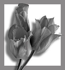 фото "Framed Tulips"