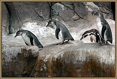 photo "Funny penguins!"