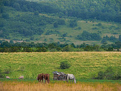 photo "01 Moeciu"