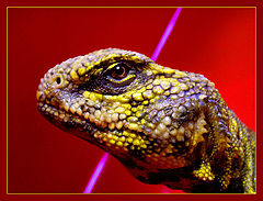 фото "Varactyl & Sword Jedi"