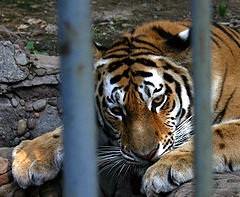 photo "Tired sight"
