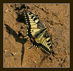 photo "Shadow on sand"