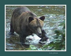 photo "Grizzly Bear"