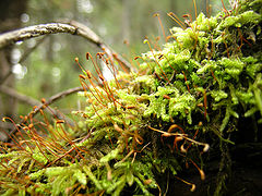 photo "Untitled photo"