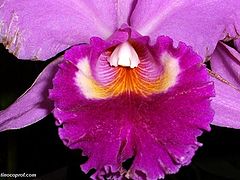 фото "A gift from nature"
