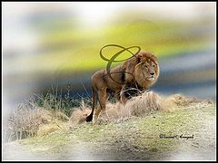 photo "Daylight, Time to Hunt"