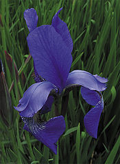 photo "Flowers' Color"