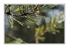 photo "Wood needles and droplets"