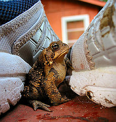 photo "toad asked to leave overnight accomodation in swim"