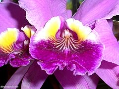 фото "Gift from paradise"
