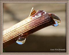 фото "" Tears of a Grape Vine " ."