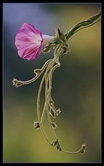фото "Morning Glory"