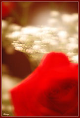photo "Romanticism"