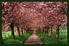 photo "Flowery Plantations"