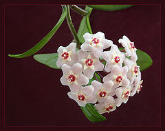 photo "Hoya"