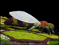 photo "fly"